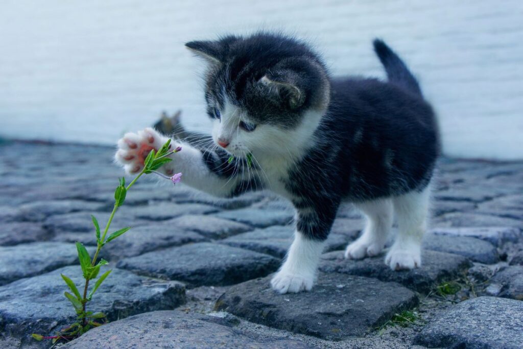 gatto