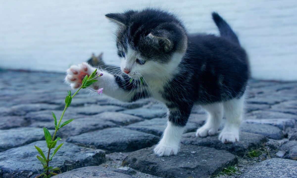 gatto