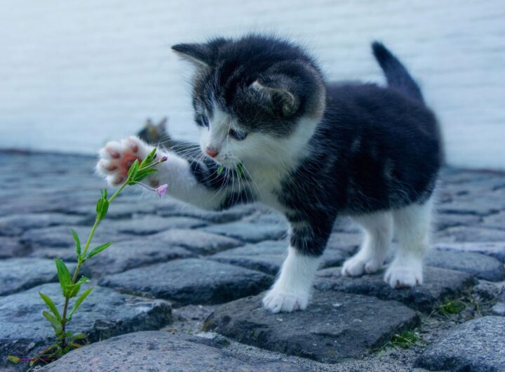 gatto